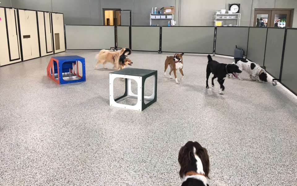Doggy Day Care