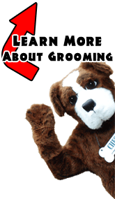 Chester - Learn more about Grooming