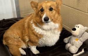 dog-boarding-during-Thanksgiving