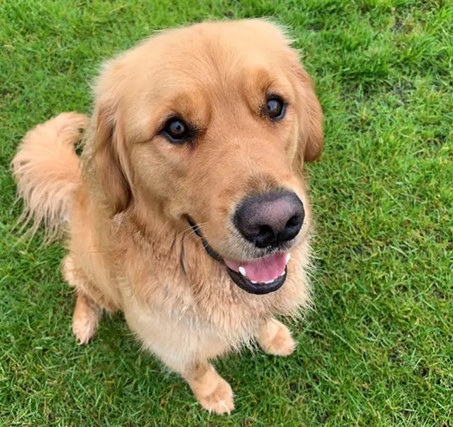 Dog Daycare Brooklyn Park