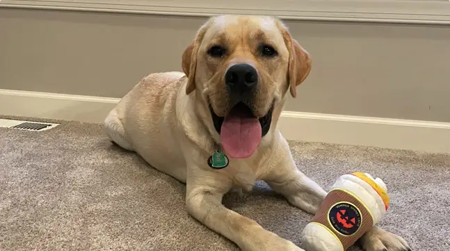 Dog Daycare Brooklyn Park