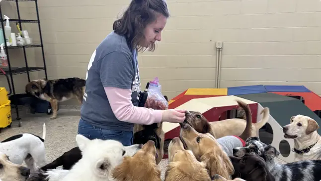 Dog Daycare Brooklyn Park