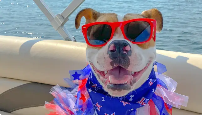 Dog Daycare Brooklyn Park