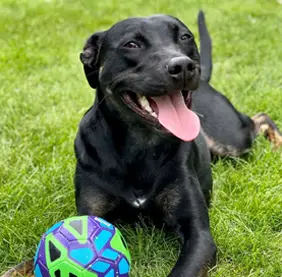 Dog Daycare Brooklyn Park