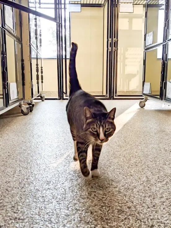 Cat Boarding Brooklyn Park