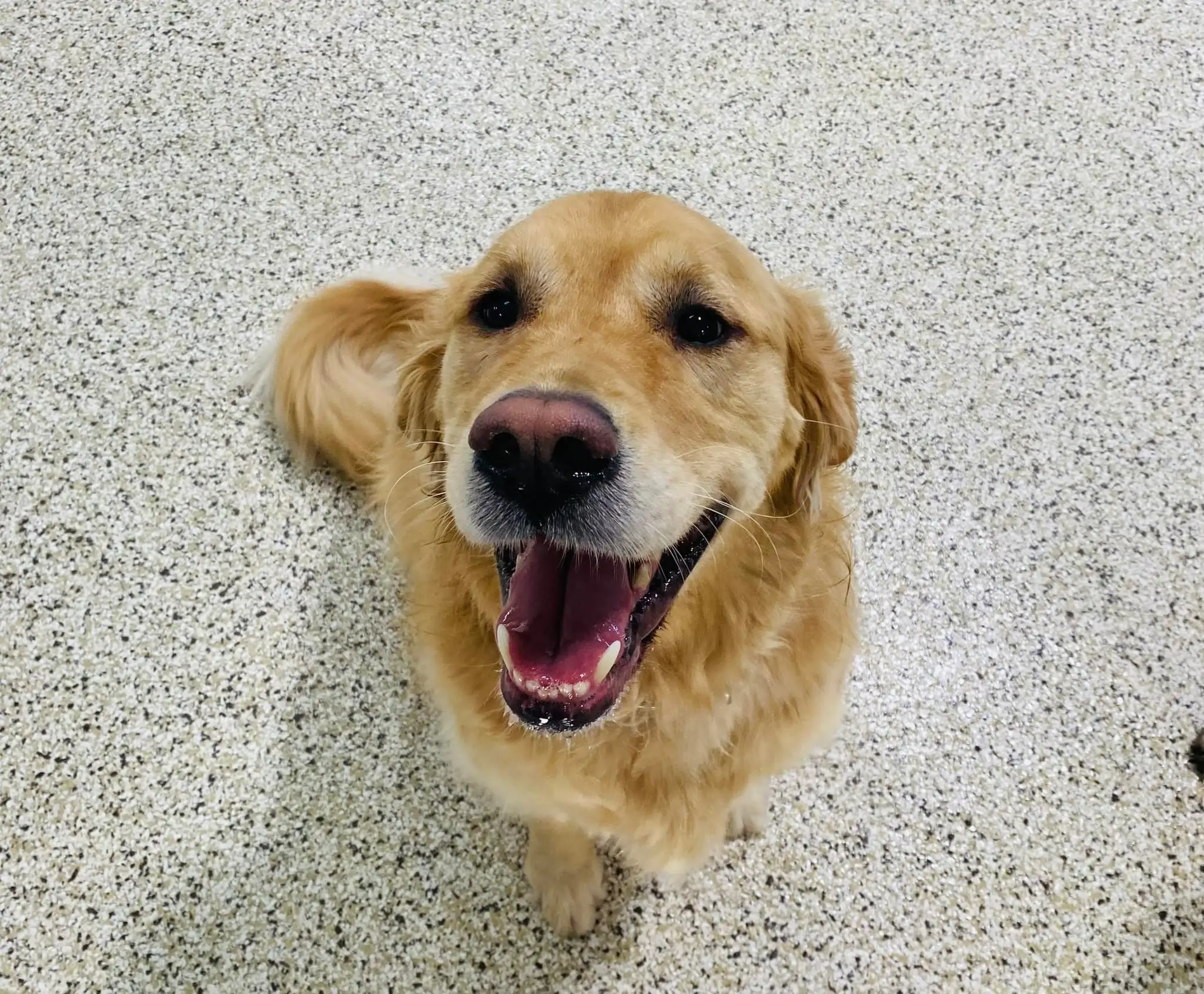 Dog Daycare Brooklyn Park