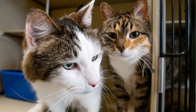 Pet Grooming Brooklyn Park