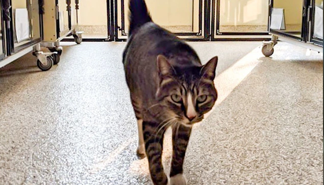 cat boarding blaine
