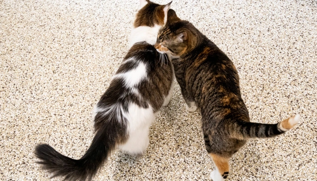 cat boarding blaine