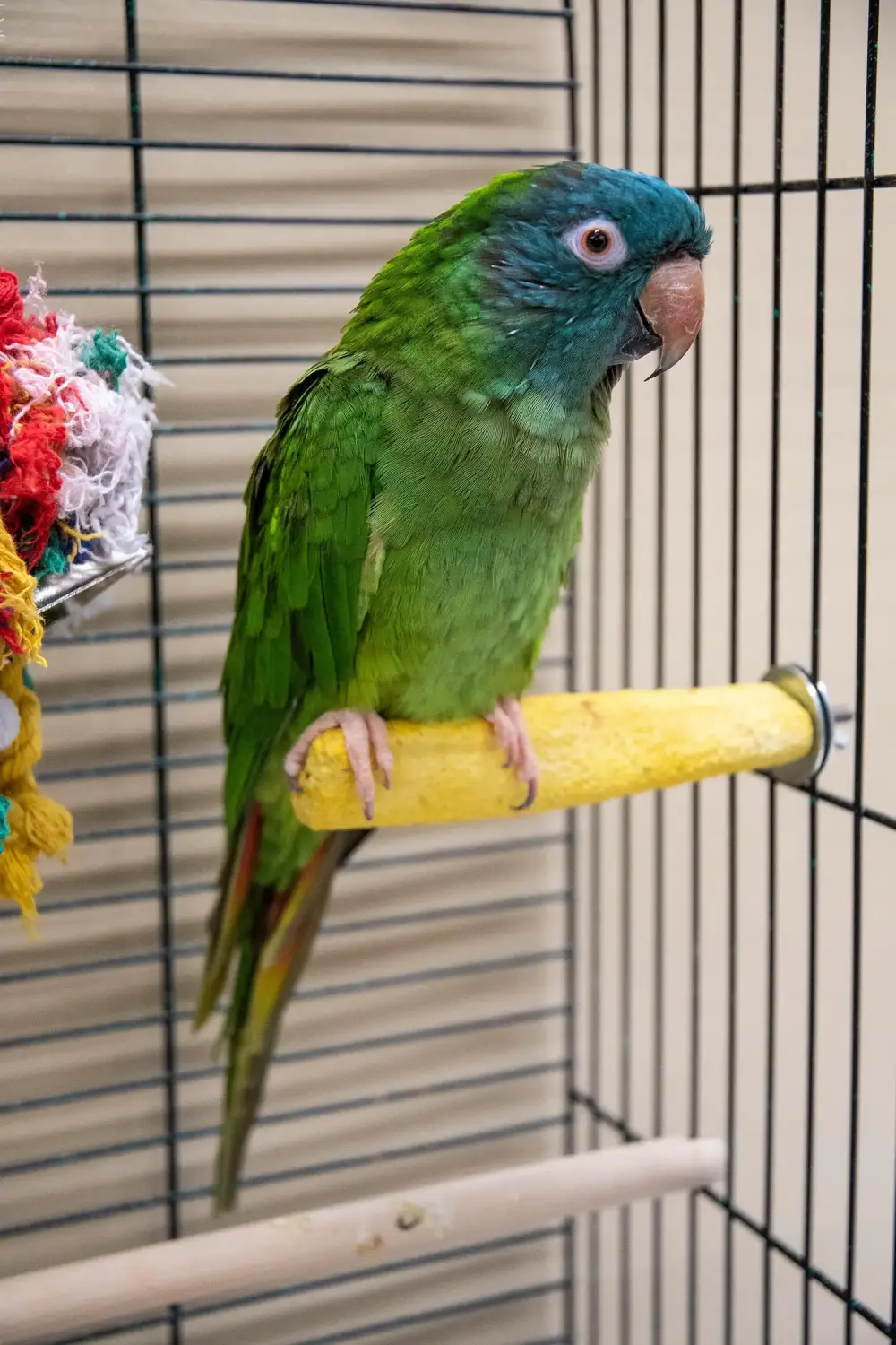 Exotic Pet Boarding Blaine