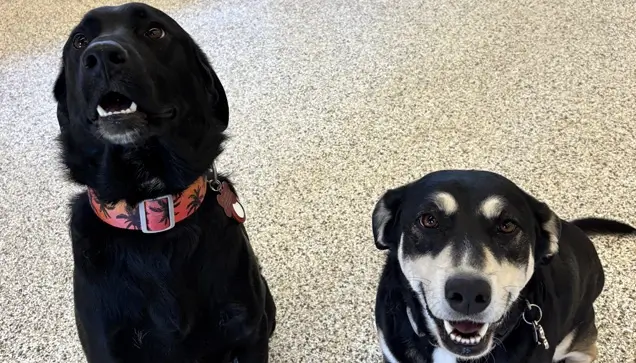 Dog Daycare Brooklyn Park