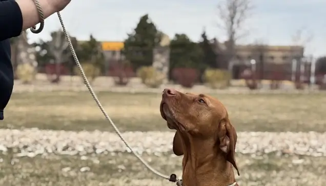 dog training