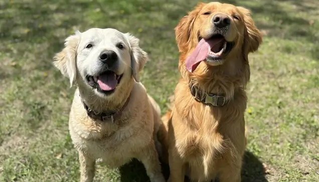 Dog Daycare Brooklyn Park