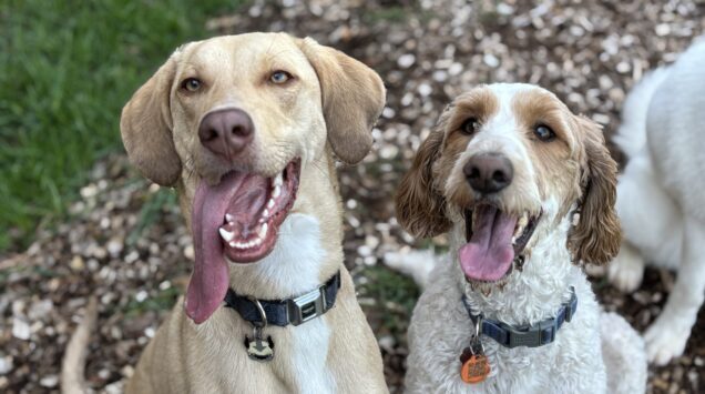 Pet Care Services