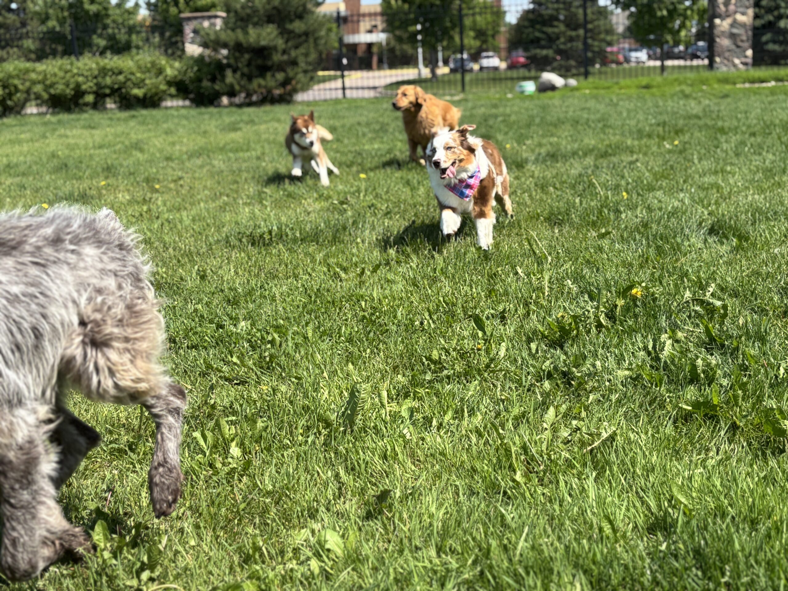 Dog Daycare Brooklyn Park
