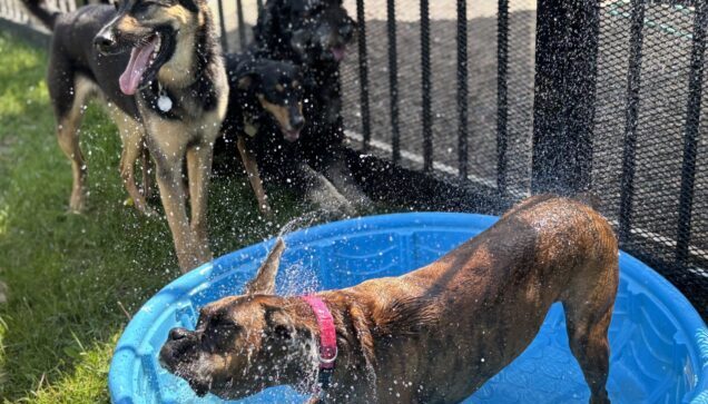 Dog Daycare Brooklyn Park