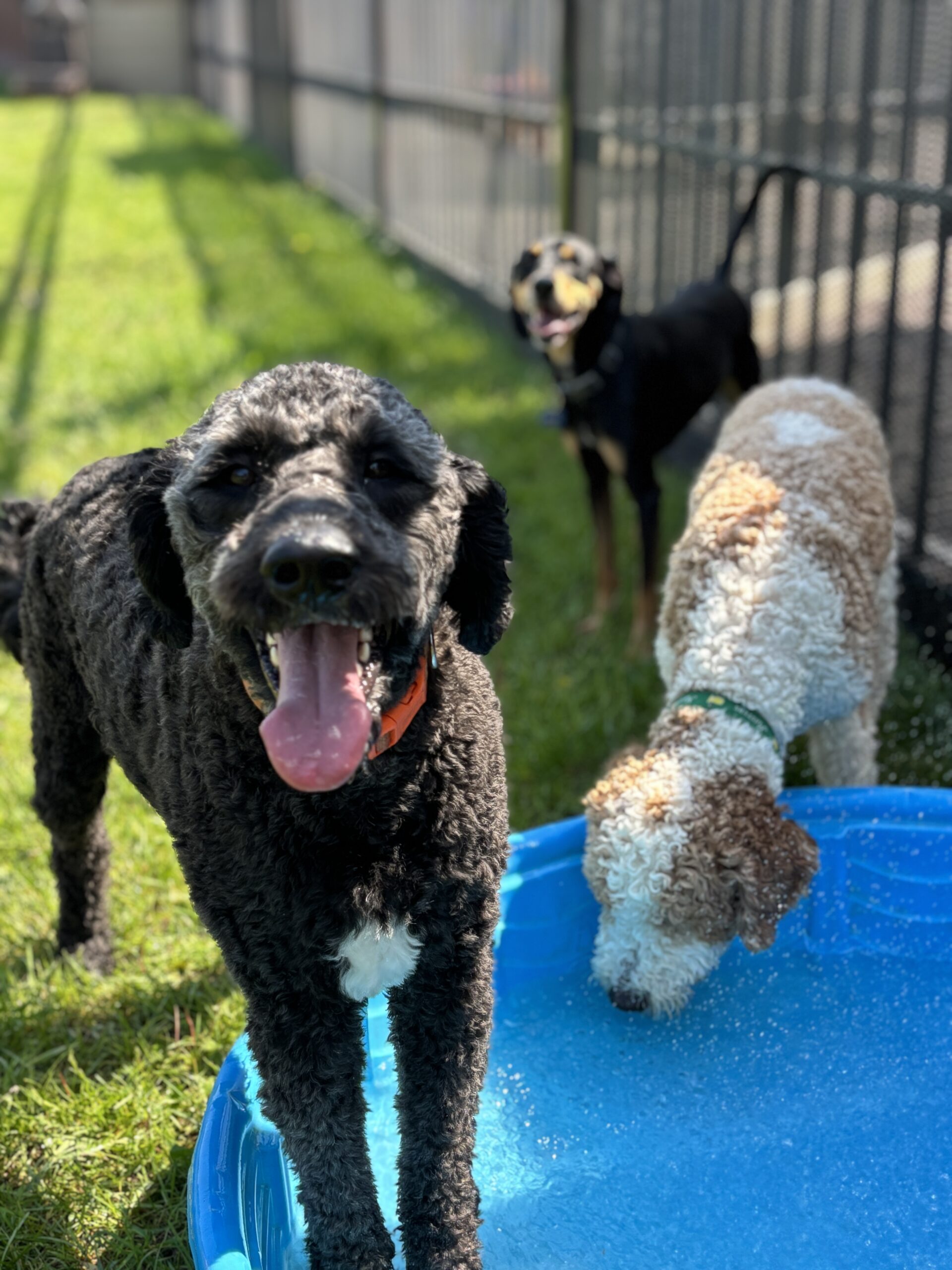 Dog Daycare Brooklyn Park