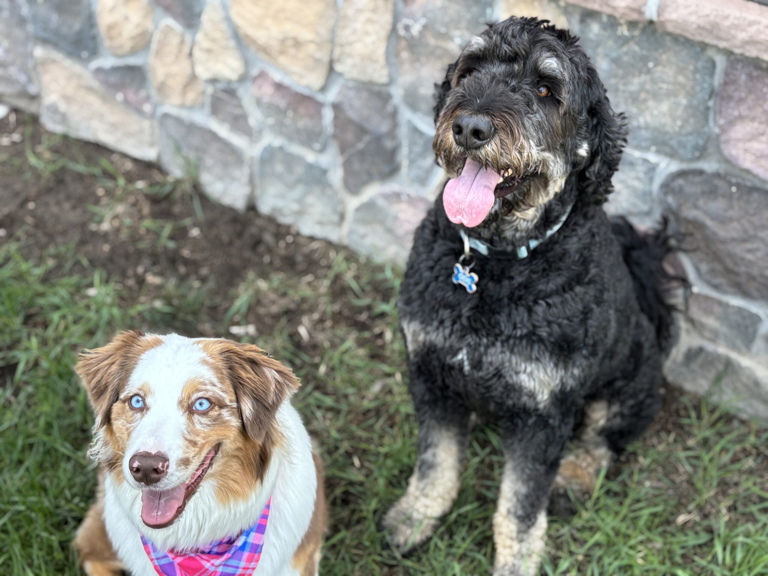 2 dogs sitting