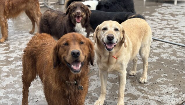 Dog Daycare Brooklyn Park
