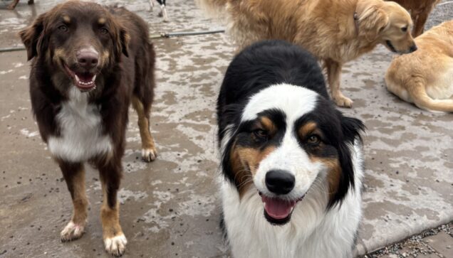 Dog Daycare Brooklyn Park