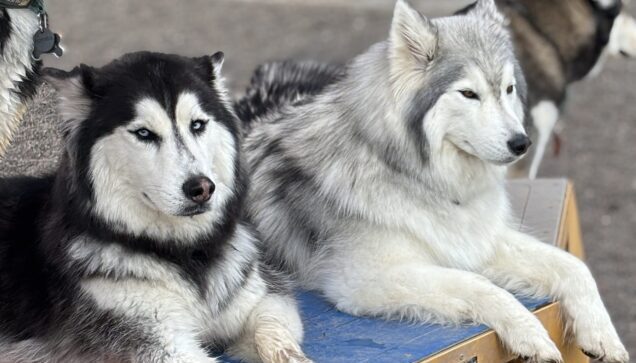 Dog Daycare Brooklyn Park