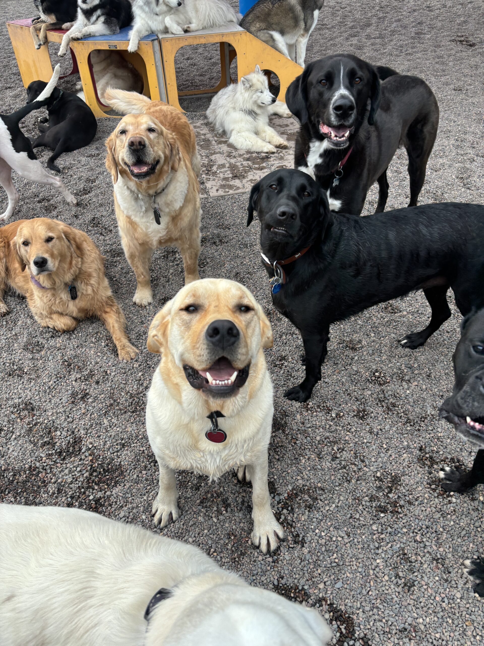 Dog Daycare Brooklyn Park