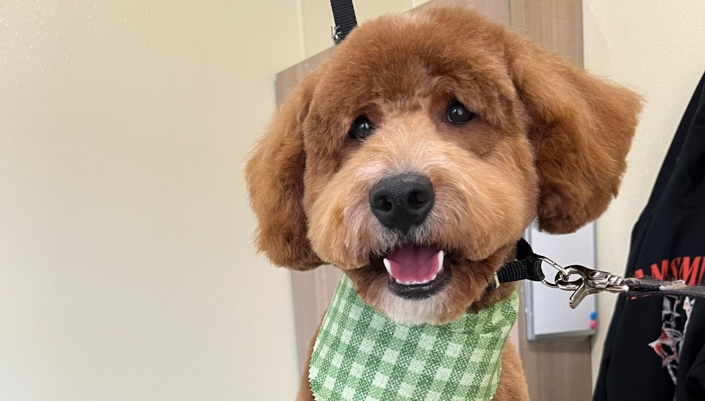 Pet Grooming Brooklyn Park