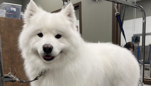 Pet Grooming Brooklyn Park