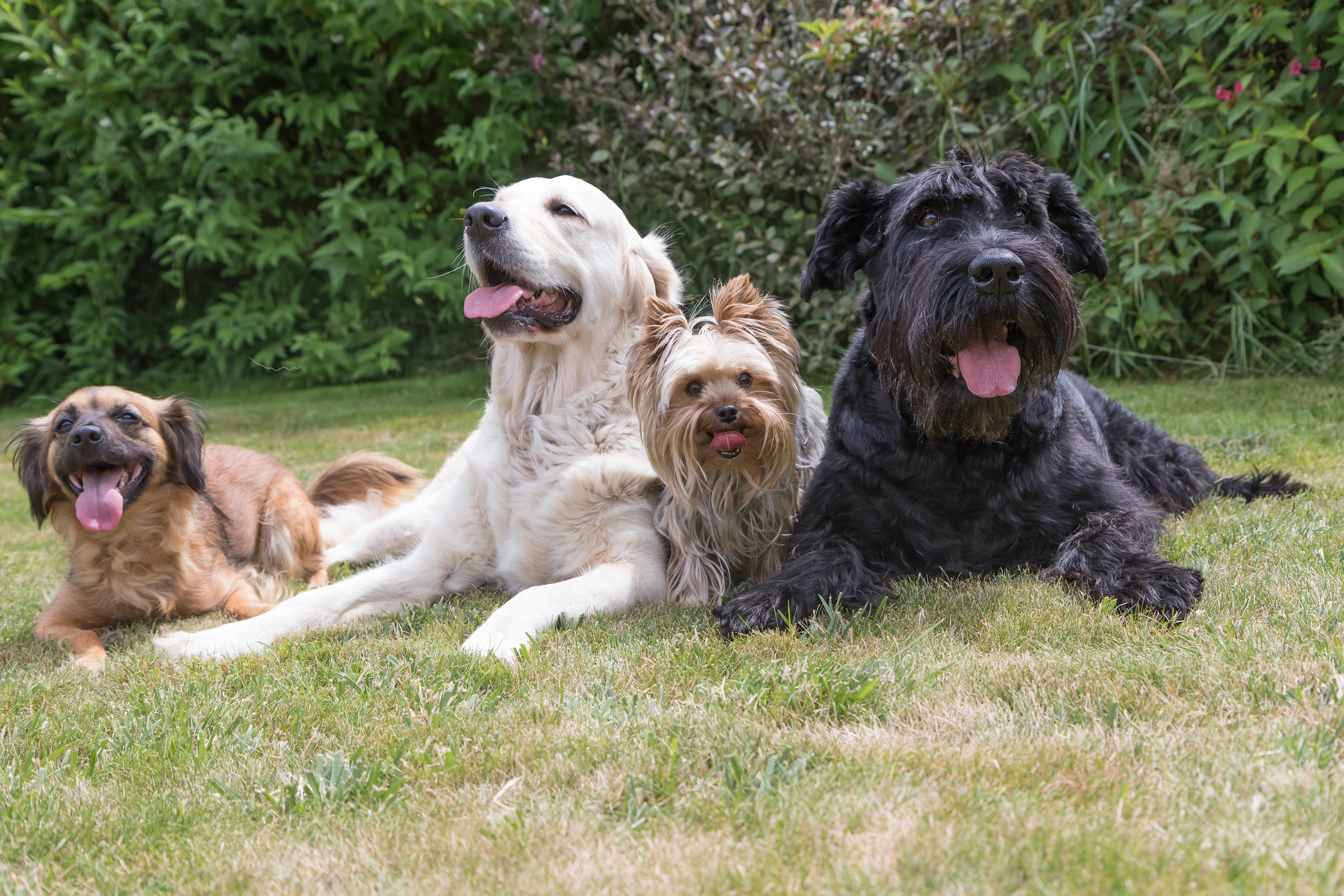 Group of dogs laying down