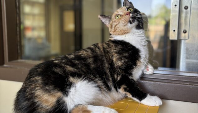 Cat playing