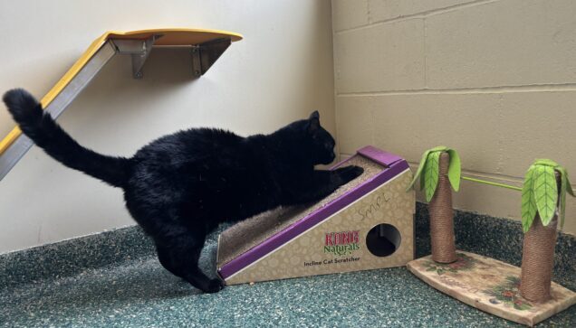 Cat playing