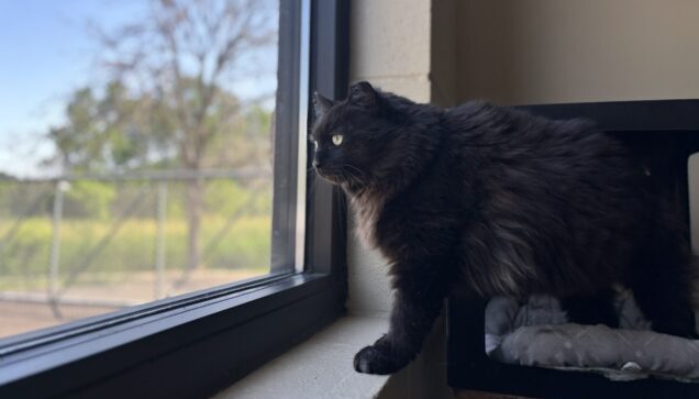 Cat looking out the window