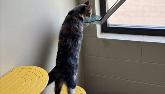 Cat playing