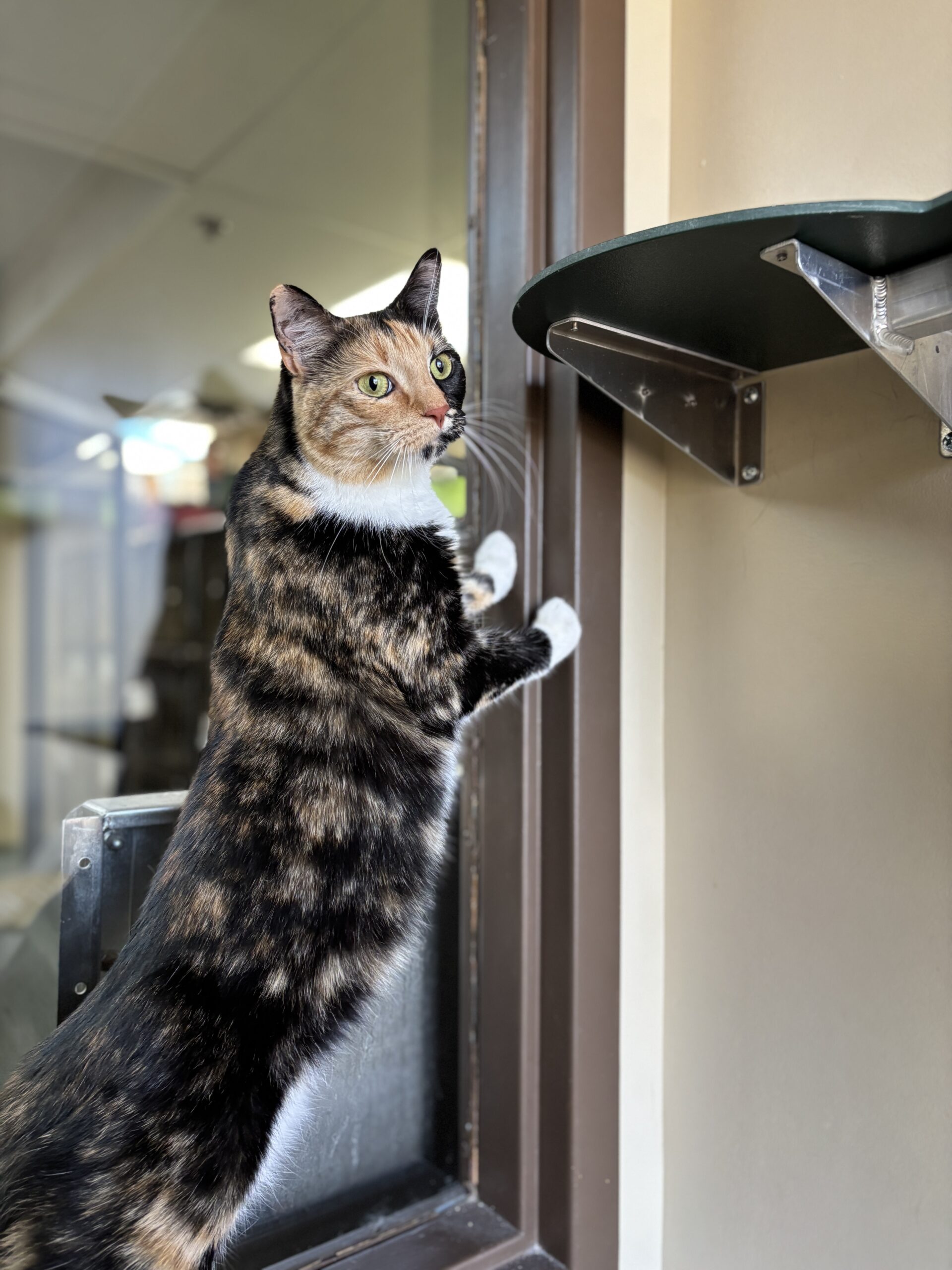Luxury Cat Boarding