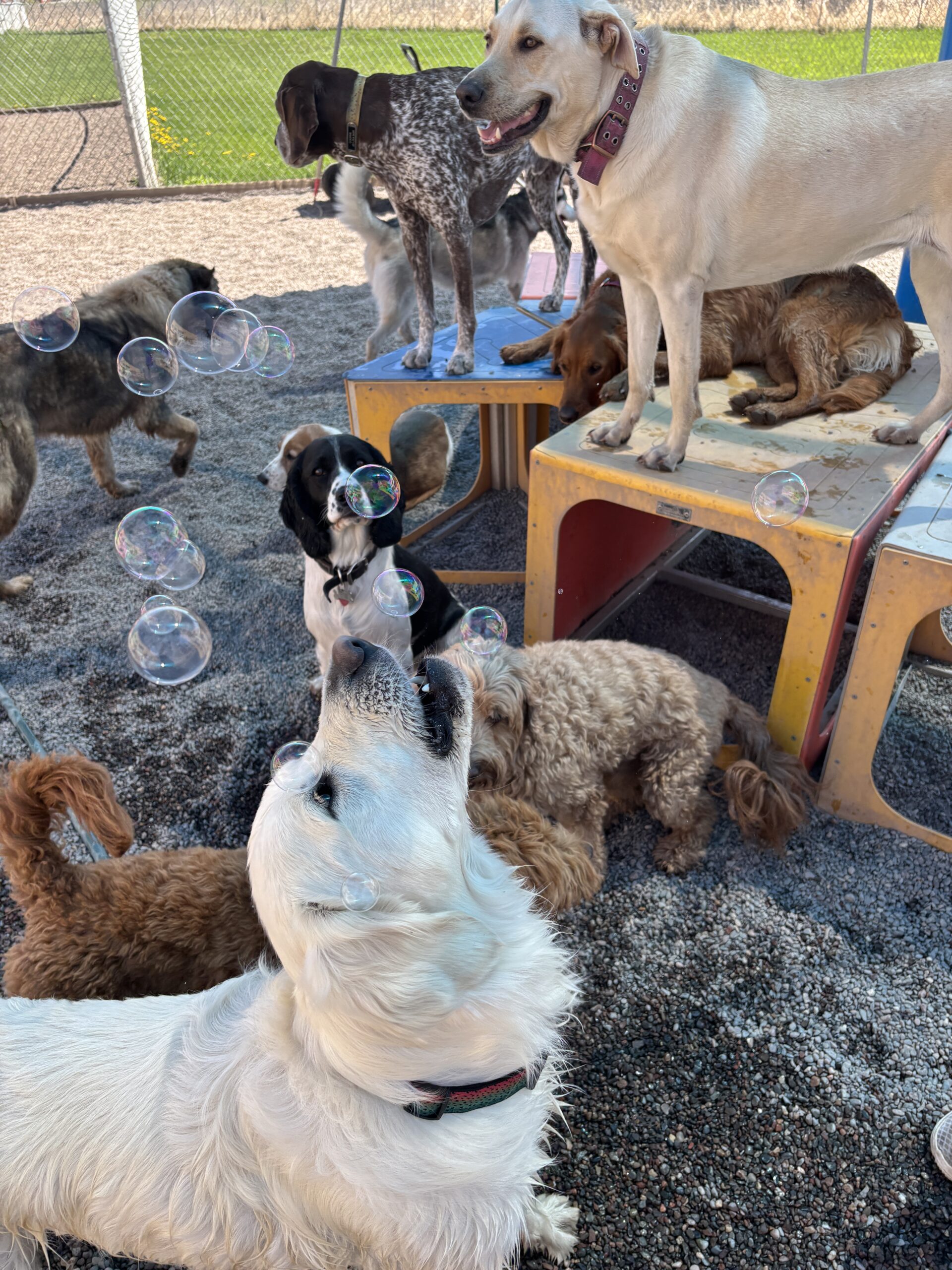 Dog Daycare Brooklyn Park