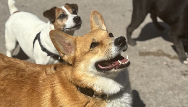 Dog Daycare Brooklyn Park