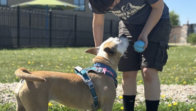 Dog Daycare Brooklyn Park