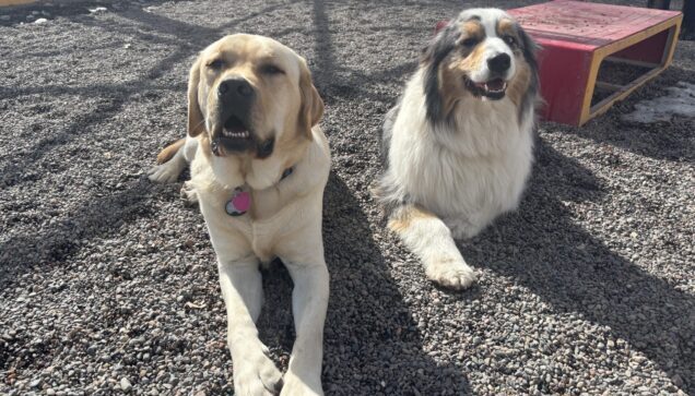 Dog Daycare Brooklyn Park
