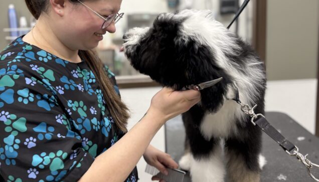 Pet Grooming Brooklyn Park