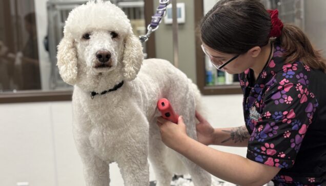 Pet Grooming Brooklyn Park