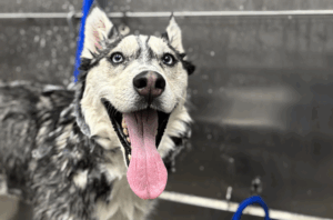 Pet Grooming Brooklyn Park