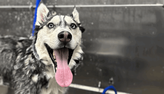 Pet Grooming Brooklyn Park