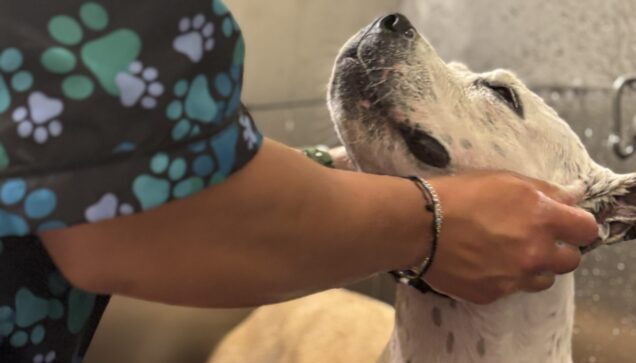 Pet Grooming Brooklyn Park