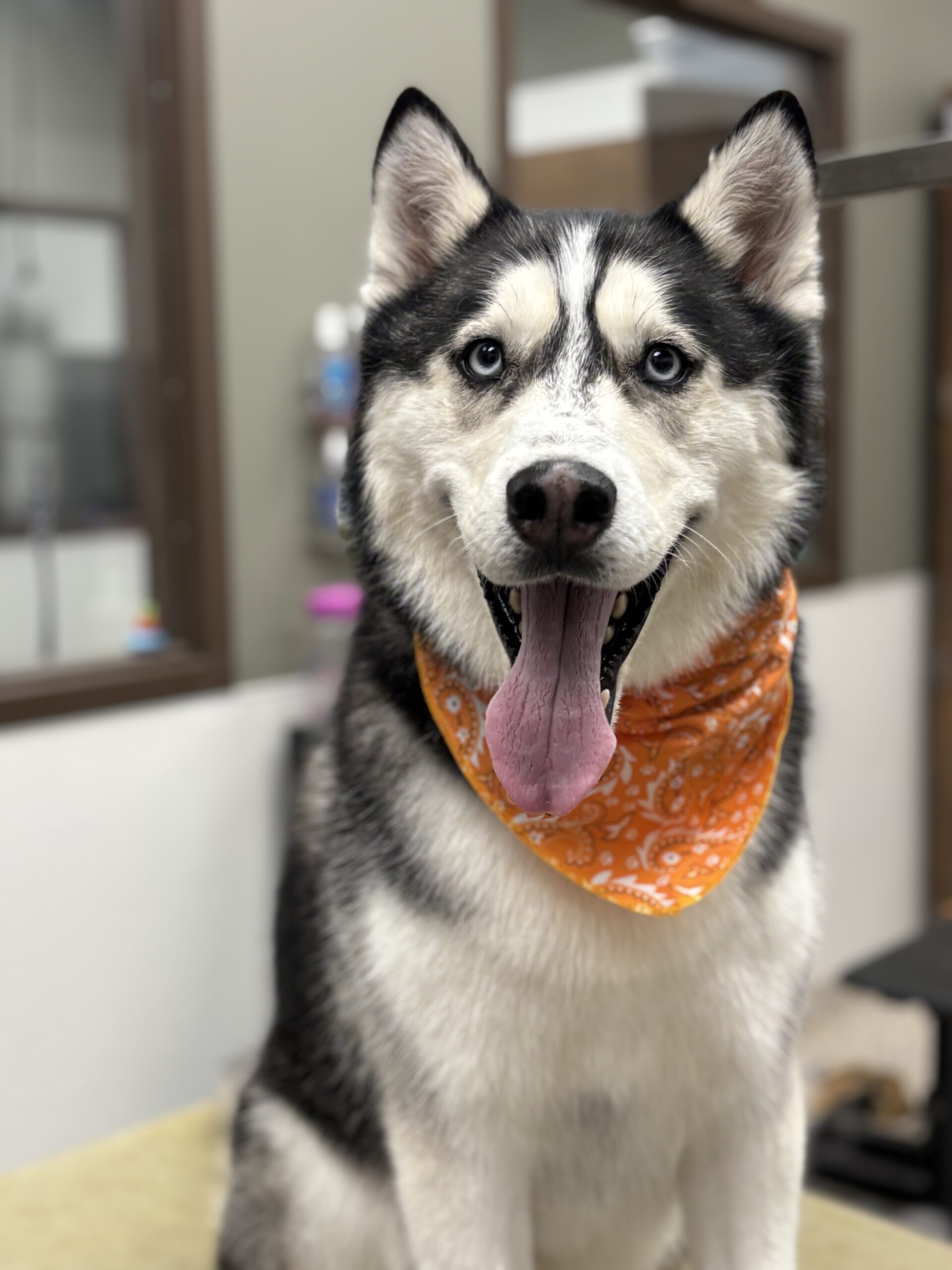 Pet Grooming Brooklyn Park