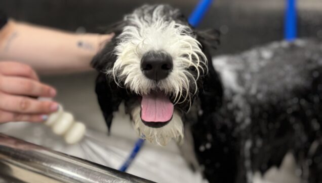 Pet Grooming Brooklyn Park