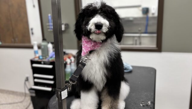 Pet Grooming Brooklyn Park