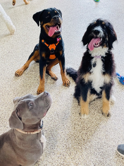 Dog Daycare Brooklyn Park