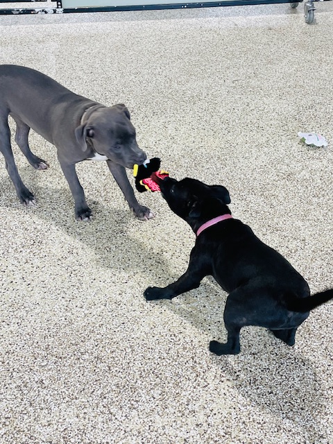 Dog Daycare Brooklyn Park