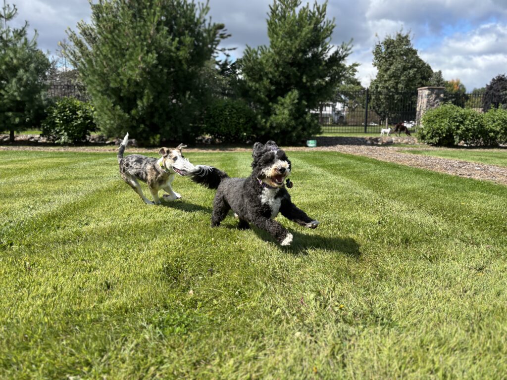 Spring-Break-dog-boarding