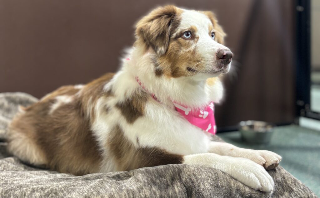 dog-boarding-during-Thanksgiving